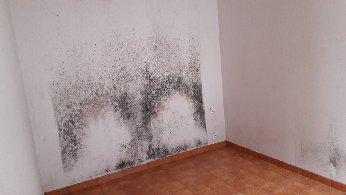 Moisissures - Expertise humidité à Châteauroux